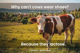 Funny Cow Jokes To Keep You A Moo Sed Pun Me