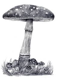 Black And White Mushroom Drawing I Mushroom Drawing Mushroom Art Art Drawings