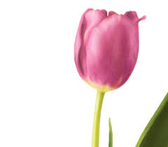Wedding Anniversary Gift Ideas Flower Meanings Tulips Images Anniversary Flowers