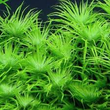 Image result for Syngonanthus angolensis