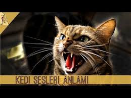 Kedi Sesi Mp3