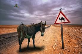 All i've been able to notice is that sumpter horses tend to be cheaper and that the sumpter horse is slightly faster. Wallpaper Landscape Ass Desert Donkey Camel Screenshot Tits Horse Like Mammal Pack Animal Niceass Titsandass Lovelybird Wildduckchase 2144x1417 518753 Hd Wallpapers Wallhere