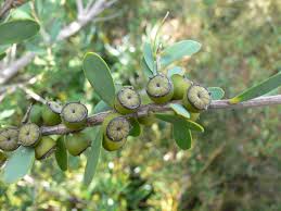 Image result for Leptospermum laevigatum
