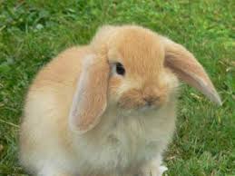 Afaceri cu iepuri desene cu iepuri imagini cu cenusareasa de colorat imagini cu catei si pisici imagini cu violetta imagini cu violeta imagini cu capre imagini cu tigri imagini cu merci imagini cu copii. Miniaturi Dragute Iepuri JoacÄƒ Gratuit Jigsaw Puzzle La Puzzle Factory