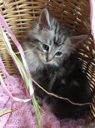 I want a big maine coon, is a phrase we often hear. Maine Coon Cats Michigan Home Facebook