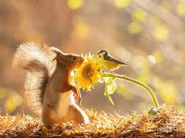 Red Squirrel Looking At A Sunflower With Bleu Tit On It Photograph by Geert  Weggen | Pixels