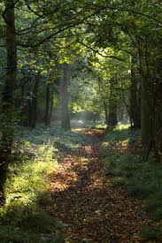 Woodland clearing free backgrounds and textures. Clickonnature Woodland Clearing 2