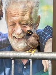 Mynah birds in Katoomba, a growing concern for locals