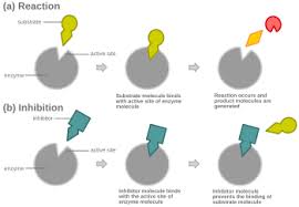 Competitive inhibition - Wikipedia