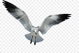 Bird Cartoon Png Download 900 598 Free Transparent Gulls Png Download Cleanpng Kisspng 25 transparent png illustrations and cipart matching flying seagull.