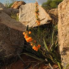 Image result for Sansevieria hyacinthoides