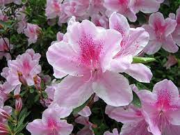 The city hosts an annual azalea festival in march. Pink White Azalea White Azalea Azaleas Pink White