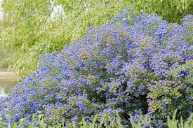 We did not find results for: Ceanothus Blue Pacific