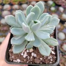Find cotyledon orbiculata variegated from a vast selection of plants & seedlings. Pachyveria Clavata Variegata Succulents Depot
