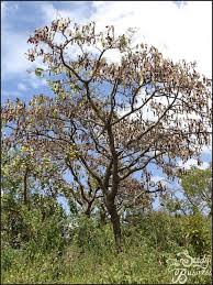 Image result for Entada stuhlmannii