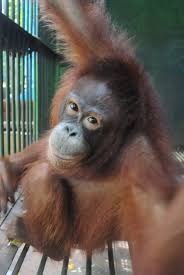 Pin By Marghe Orlandi On Orangutans Orangutan Baby Animals Mountain Gorilla