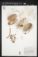 Image result for Marsdenia angolensis