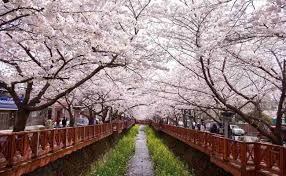 Lihat ulasan dan foto tentang taman di korea selatan, asia di tripadvisor. Taman Bunga Korea Selatan Rekomendasi Tempat Wisata Untuk Liburan Musim Semi Di Korea Berikut Potret Taman Cosmos Di Korea Selatan Hot Today