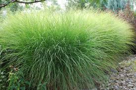 Miscanthus Sinensis Gracillimus Ornamental Grass Landscape Grasses Landscaping Ornamental Grasses