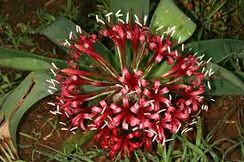 Image result for Ammocharis coranica