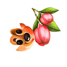 نتیجه جستجوی لغت [ackee] در گوگل