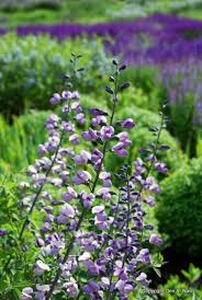 Hybrid of a native species. Baptisia Purple Smoke In The Chicago Botanic Garden Chicago Botanic Garden Flower Garden Plants Plants