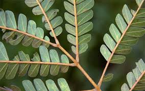 Image result for Albizia adianthifolia