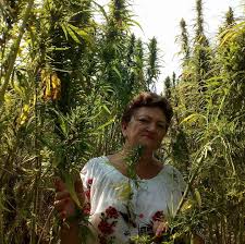 Nu spune nimic, însă, despre. CoaliÈ›ia Pentru Legalizarea Marijuanei Home Facebook