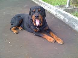 Yawn Tamil Meaning Of Yawn