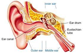 Ear Infection (Middle Ear) – Symptoms, Treatment | Southern Cross Nz