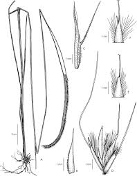 Image result for Ctenium longiglume