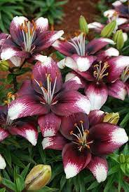 25 Best Ideas About Tiger Lily Flowers On Pinterest Lilies Flowers Lilly Flower And Stargazer Lilies Tiger Lily Flowers Lily Flower Tree Lily