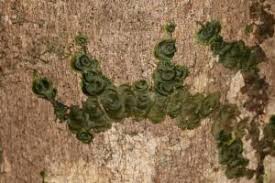 Image result for Didymoglossum