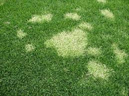 Image result for Poa