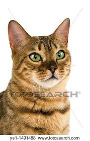 Tabby cats are striped due to the agouti gene. Brown Spotted Tabby Bengal Domestic Cat Portrait Of Adult Against White Background Stock Photo Ys1 1491488 Fotosearch