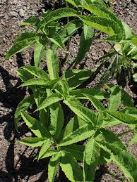 Image result for Sauromatum venosum