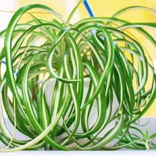 Image result for Chlorophytum angustissimum
