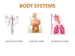 Body Systems Circulatory System Digestive System Respiratory System