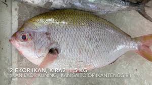 0 resep daging sapi blackpaper. Cara Membuat Baso Ikan Homemade Fishball And Fish Cake Youtube