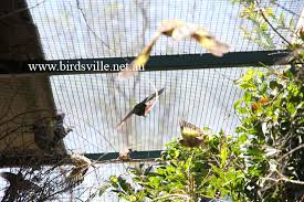 Finch Care Sheet Birdsville Bird Shop Sydney