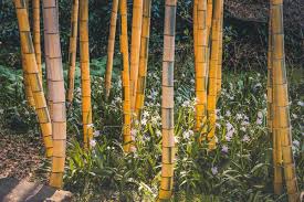 This gutter is green and cheaper, but is less durable than conventional gutters. 53 Bamboo Garden Ideas That Will Inspire You Garden Tabs