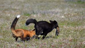 Foxes Of American Camp Huge collection, amazing choice, 100+ million high quality, affordable rf and rm images. san juan islands visitors bureau