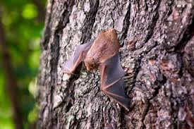 Image result for Bat Bite