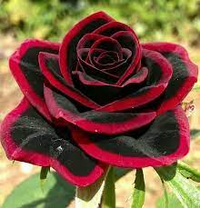 J I Love You I Love Love My King Your My Everything Beautiful Rose Flowers Amazing Flowers Beautiful Flowers
