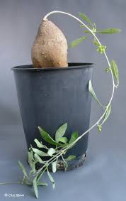 Image result for Cibirhiza