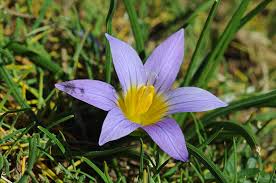 Image result for Romulea