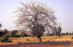 Image result for Helixanthera garciana