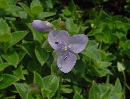 Image result for Murdannia simplex