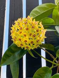 That's why it's so crucial to know which indoor flowering plants are the best choices for your situation. Hoya Halconensis Was Found In Mt Halcon In Mindoro Island Philippines Another Starfish Hoya Do Not Confu Hoya Plants Indoor Flowering Plants Hanging Plants