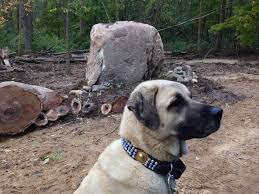 Kangal In Usa With Turkish Handcrafted Collar Guards His Land New Road Rock Unearthed 80 Year Old Walnut Wind Damaged Had To Be Harvested Life Goes Caes